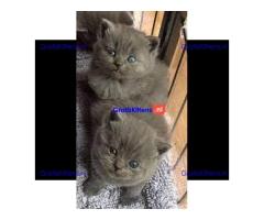 Mooie Brits Korthaar kittens te koop