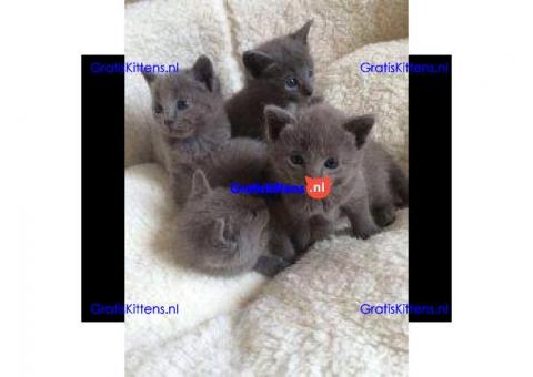 Mannelijke en vrouwelijke Russische blauwe kittens