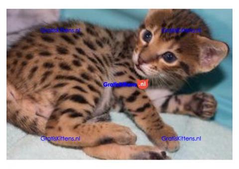 Aanhankelijke Savannah kittens te koop