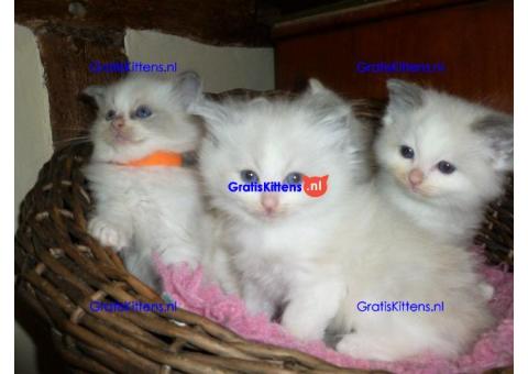 We hebben Ragdoll-kittens te koop aangeboden