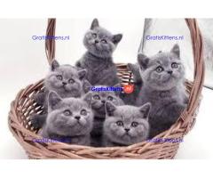 Mooie Brits Korthaar kittens te koop