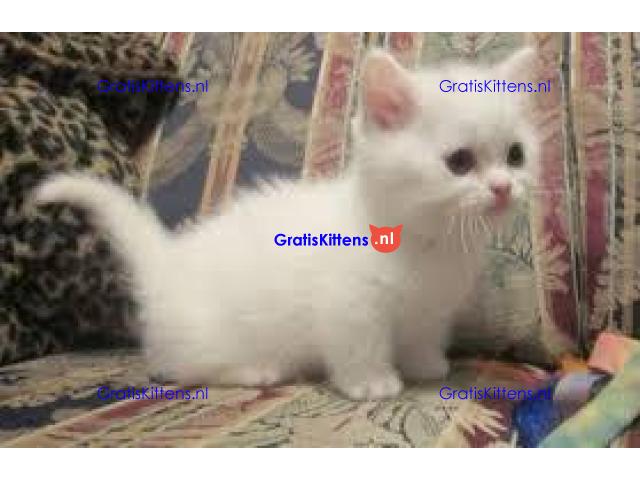 Mooie munchkin klaar voor mooie huizen.