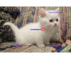 Mooie munchkin klaar voor mooie huizen.