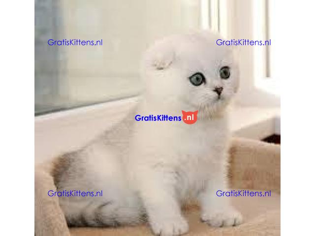 Mooie munchkin klaar voor mooie huizen.