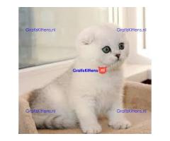 Mooie munchkin klaar voor mooie huizen.