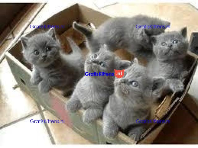 Mooie Brits Korthaar kittens te koop
