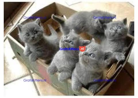 Mooie Brits Korthaar kittens te koop