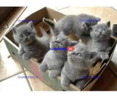 Mooie Brits Korthaar kittens te koop