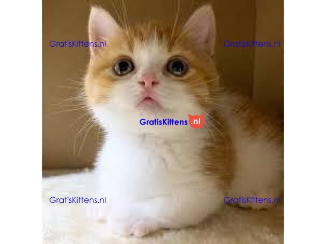 Mooie munchkin klaar voor mooie huizen.