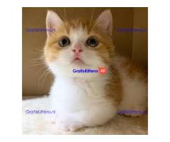 Mooie munchkin klaar voor mooie huizen.