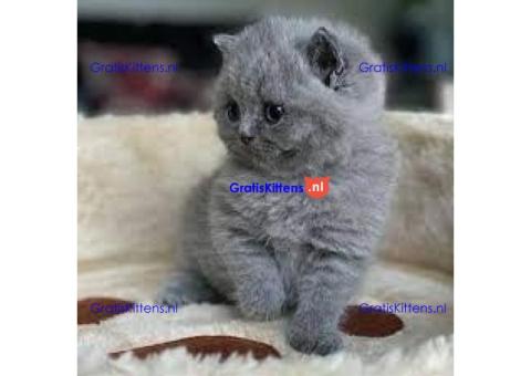 Mooie Brits Korthaar kittens te koop
