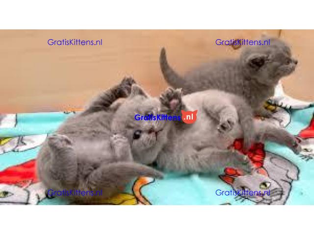 Mooie Brits Korthaar kittens te koop