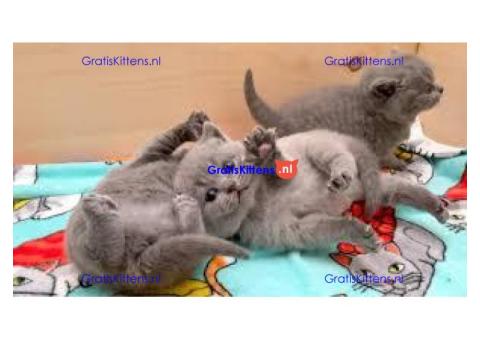 Mooie Brits Korthaar kittens te koop