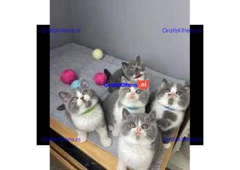 Mooie Brits Korthaar kittens te koop
