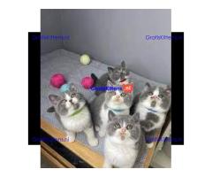 Mooie Brits Korthaar kittens te koop