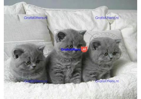 Mooie Brits Korthaar kittens te koop