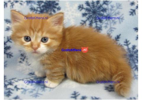 Munchkin kittens top kittens