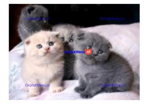 Scottish fold top kittens reu en teef