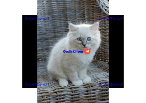 Charmante Ragdoll Kittens