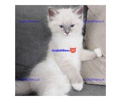 Charmante Ragdoll Kittens