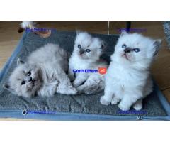 Nianga M/V Ragdoll Kittens