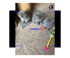 Koop Mooie Kittens online