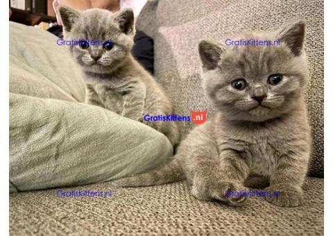 Thuis opgegroeide britse korthaar kittens