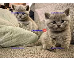 Thuis opgegroeide britse korthaar kittens