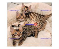 Bengaalse kittens beschikbaar