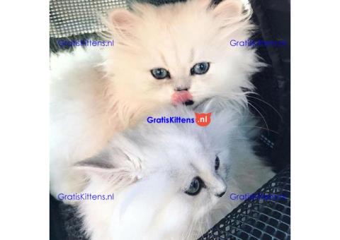 Schattig Perzisch kitten poesje