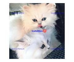 Schattig Perzisch kitten poesje