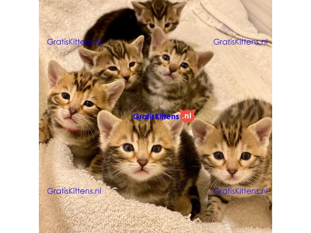 Beautiful Bengal kittens available