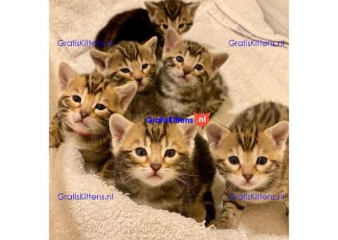 Beautiful Bengal kittens available
