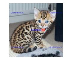 Beautiful Bengal kittens available