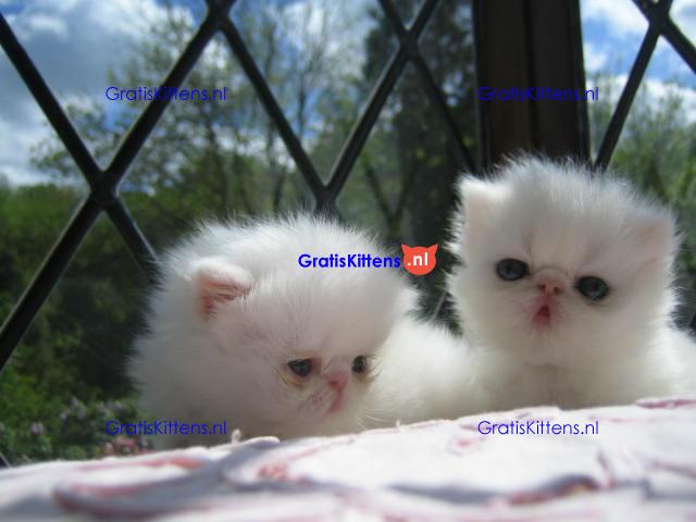 Pure white male and female Persian kittens available