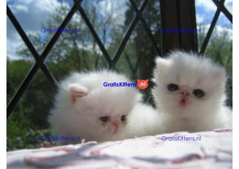 Pure white male and female Persian kittens available