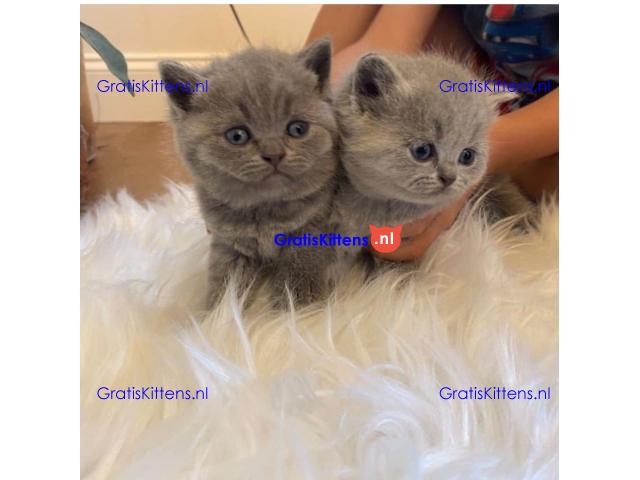 Scottish Folds kittens avaialble