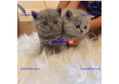 Scottish Folds kittens avaialble