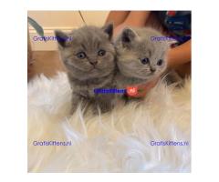 Scottish Folds kittens avaialble
