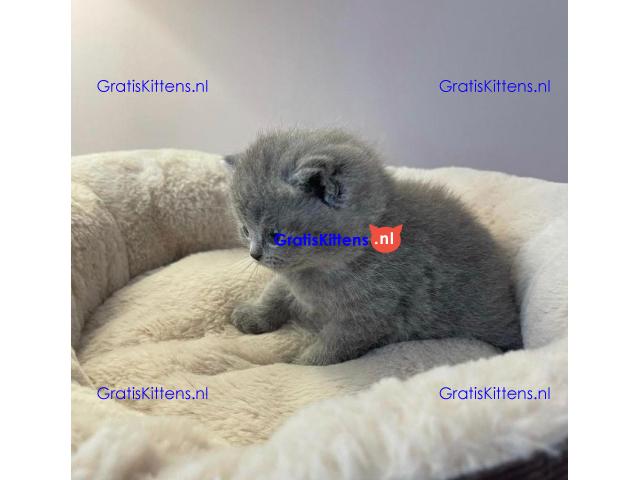 Scottish Folds kittens avaialble