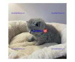 Scottish Folds kittens avaialble