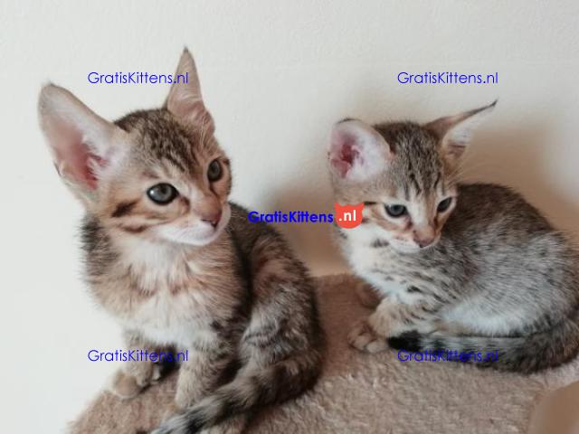 Quality  Charming  Savannah kittens
