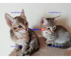 Quality  Charming  Savannah kittens