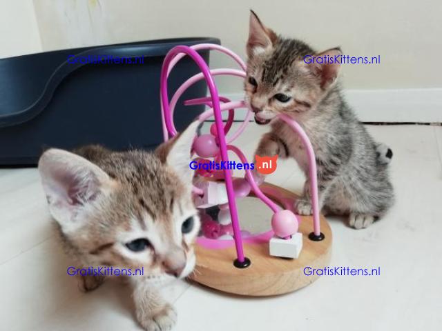 Quality  Charming  Savannah kittens