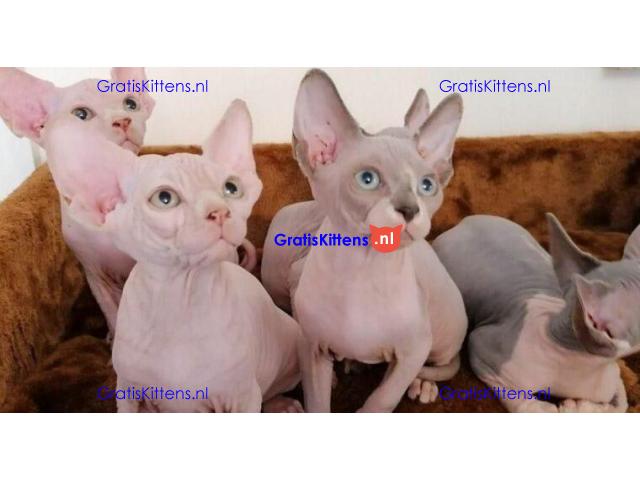 Nice Male and female sphynx kittens available