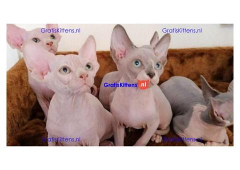 Nice Male and female sphynx kittens available