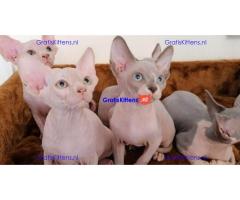 Nice Male and female sphynx kittens available