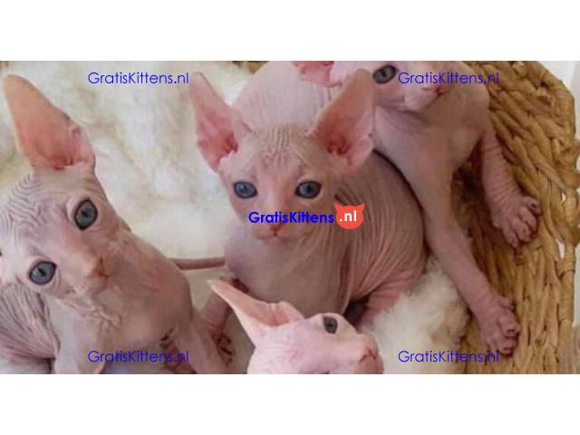 Nice Male and female sphynx kittens available