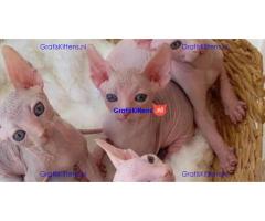 Nice Male and female sphynx kittens available
