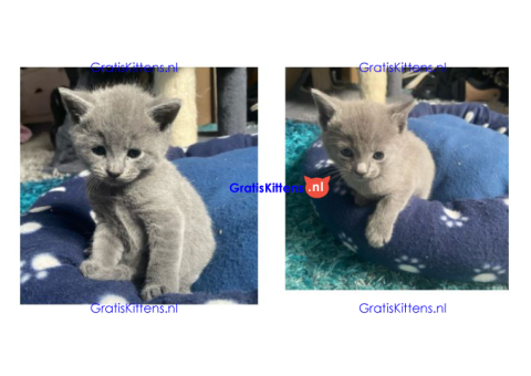 Beautiful Russian blue kittens available